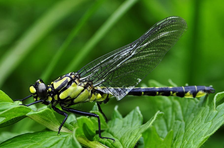 green dragon ly on green plant, dragonfly, macro, insect, water HD wallpaper