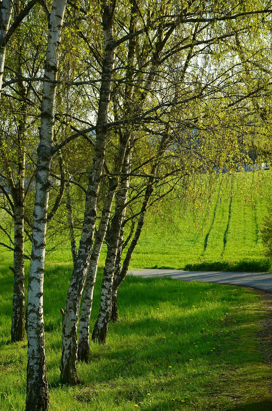 birch, trees, spring, nature, tribe, series, landscape, meadow HD wallpaper