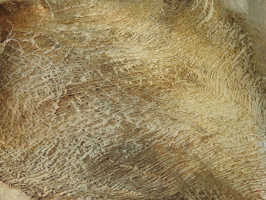 Banana, Structure, Tree, trees, tree bark, old wood, forest HD wallpaper