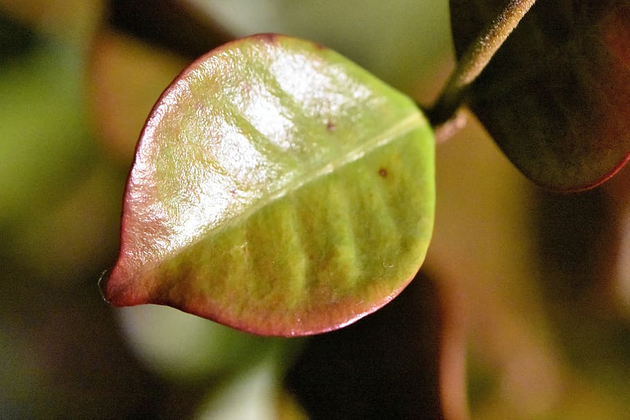 leaf, nature, plant, close-up, growth, freshness, fruit, no people HD wallpaper