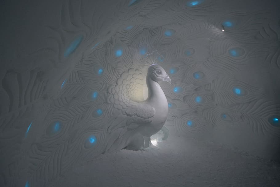 ice hotel, peacock, snow, sweden, one animal, bird, animal wildlife HD wallpaper