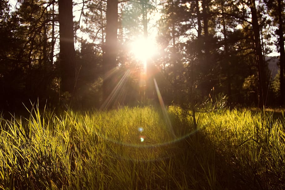 forest with crepuscular lights, sunlight, nature, landscape HD wallpaper