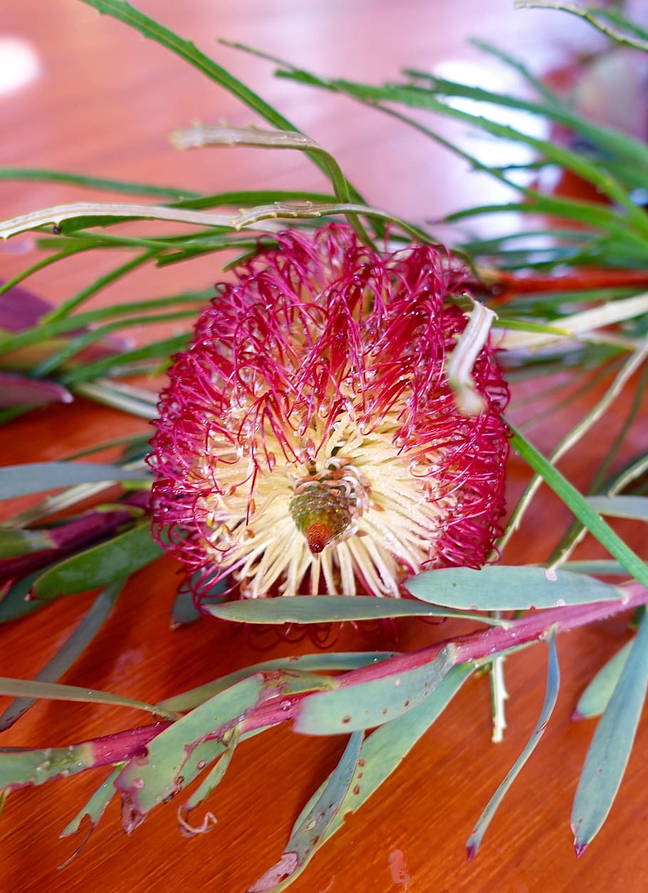 bottlebrush, blossom, callistemon, flora, australian, botanical, HD wallpaper