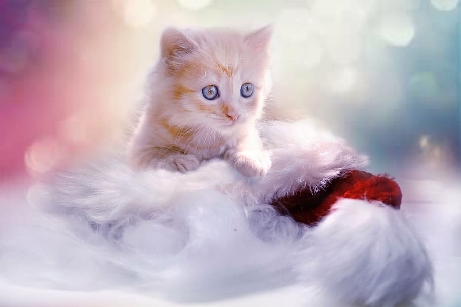 orange Tabby kitten on white fur, grey, heart, cat, christmas, HD wallpaper