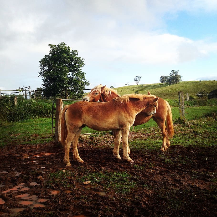 horses, paddock, field, mammal, animal themes, domestic animals HD wallpaper