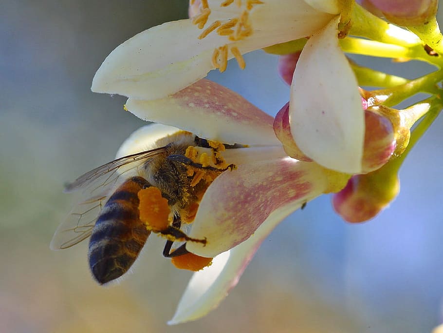 Bee, Flower, Pollen, Meyer Lemon, Macro, insect, blossom, floral, HD wallpaper