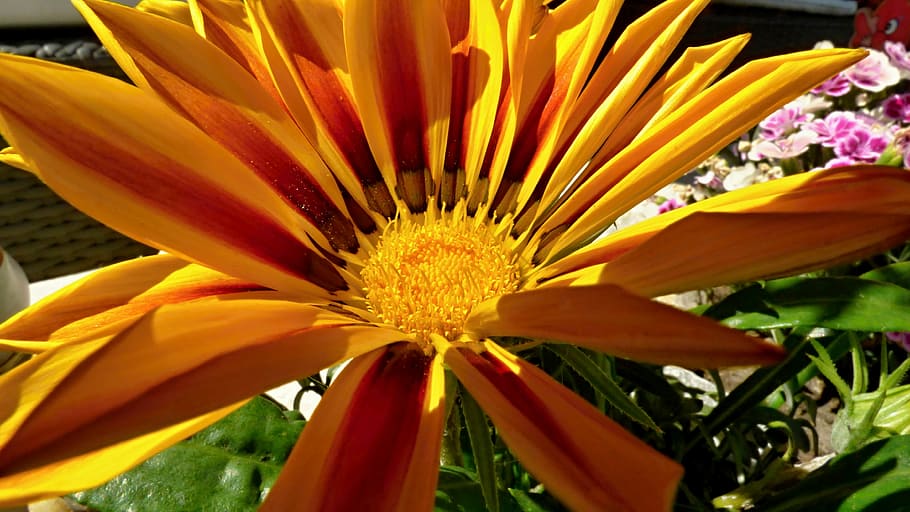 Flower, Summer, žlty, flower head, petal, freshness, nature HD wallpaper