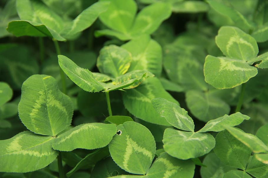 Four Leaf Clover, Fresh, Green, Leaf, natural, spring, nature HD wallpaper