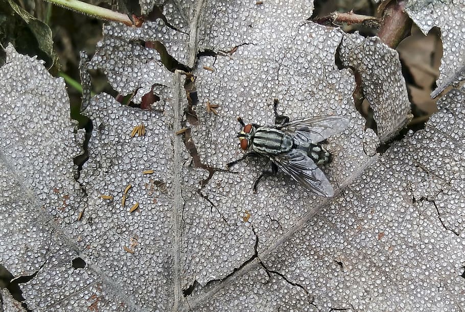 fly, housefly, small, leaf, insect, nature, hairy, wildlife HD wallpaper