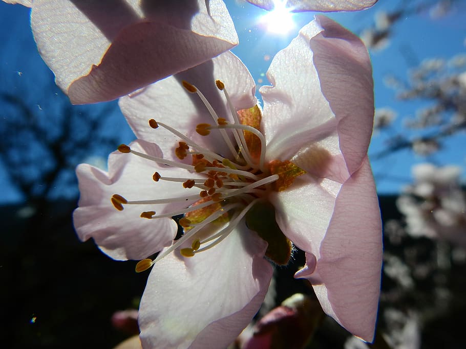 Almond, Blossom, Macro, Spring, almond blossom, holding, one person HD wallpaper