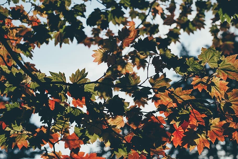 maple tree at daytime, photo of maple tree, leaf, fall, woodland HD wallpaper