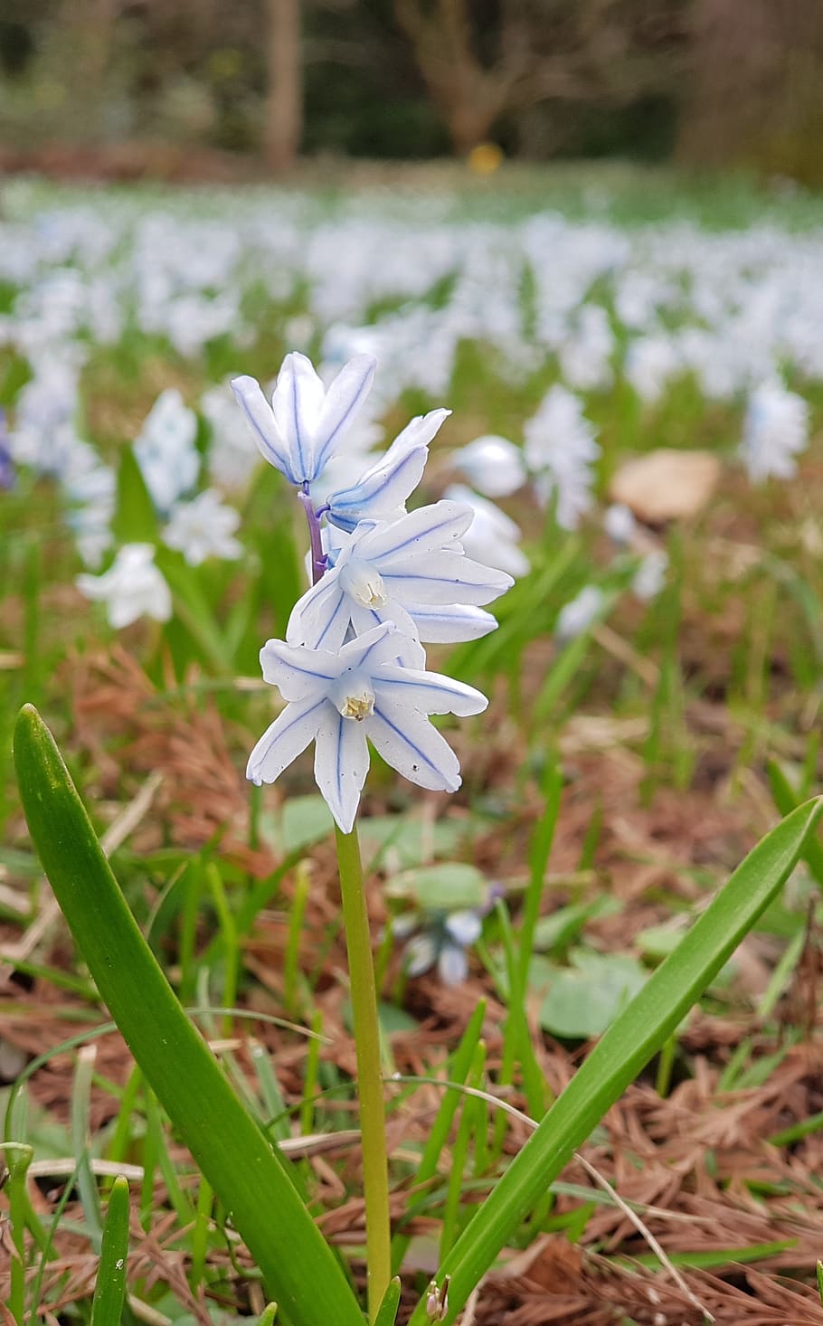 zilla, nature, flower, flowering plant, vulnerability, freshness HD wallpaper