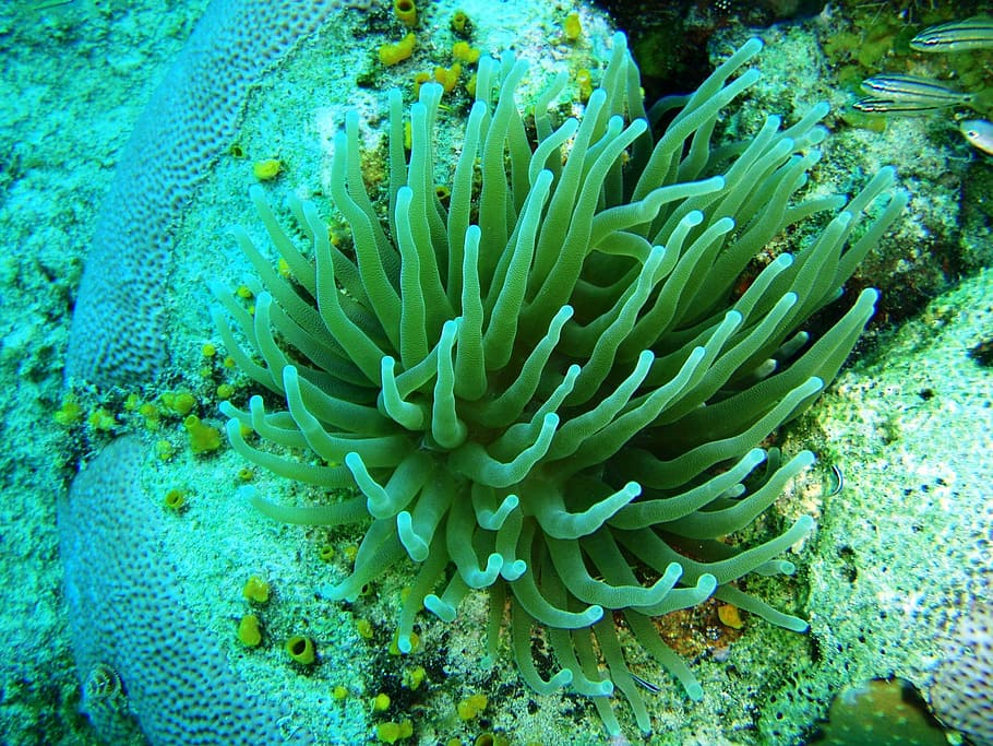 anemona, caribbean, san andres, underwater, sea, reef, animal, HD wallpaper