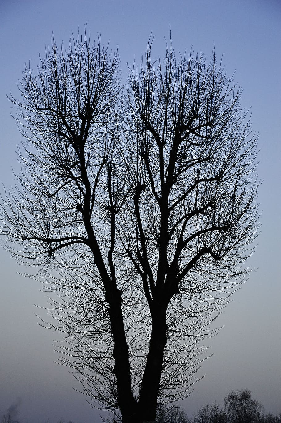 tree, sky, gradient, nature, plant, branches, evening, village HD wallpaper