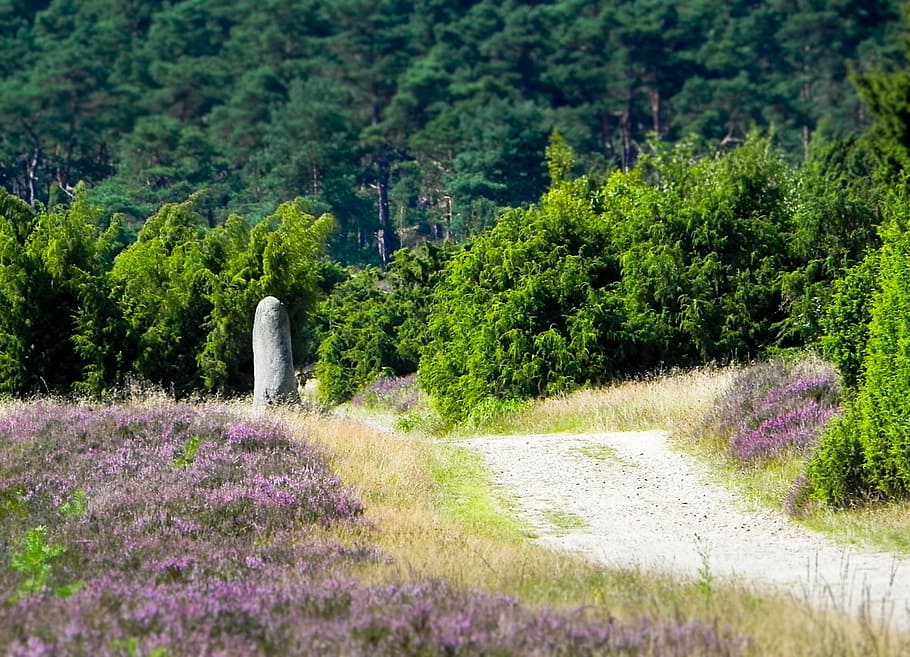 Heide, Hike, Walk, Hiking, Away, landscape, rest, relaxation HD wallpaper
