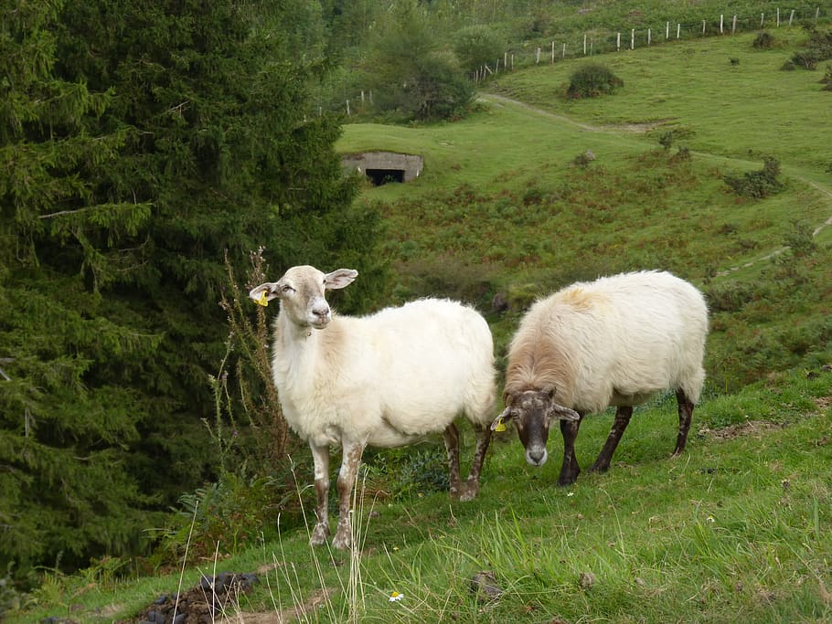 sheep, pacer, pasture, prado, pyrenees, navarre, otsondo, bunker, HD wallpaper