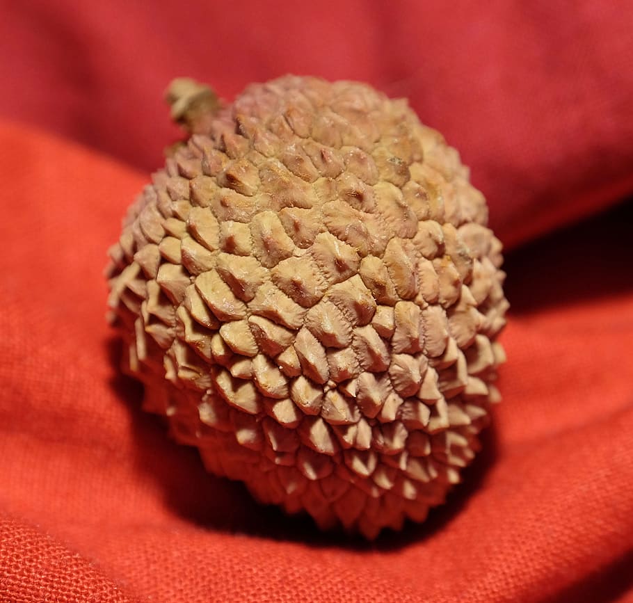 lychee, litchi, fruit, exotic, asia, close-up, no people, red HD wallpaper