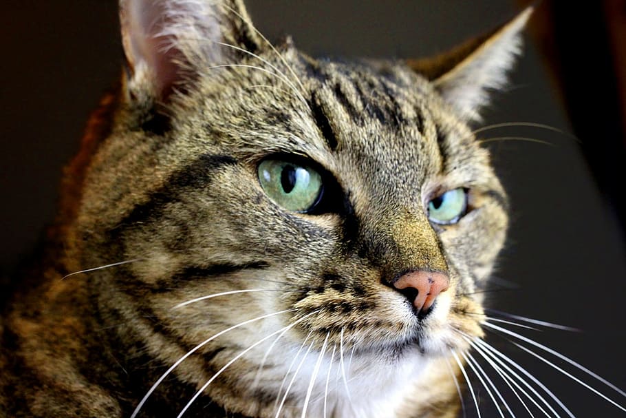 HD wallpaper: brown tabby cat's face, wicked, thinking, wicked thoughts ...