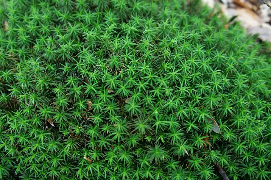 the green structure, forest, nature, green Color, plant, grass HD wallpaper