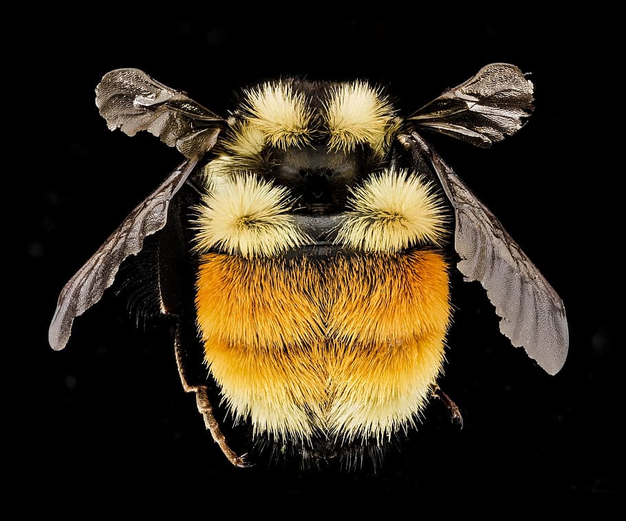 brown and beige bee, Bumble Bee, Insect, Macro, Wildlife, nature HD wallpaper