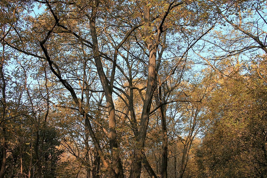 Landscape, Forest, Autumn, Trees, autumn forest, fall color HD wallpaper