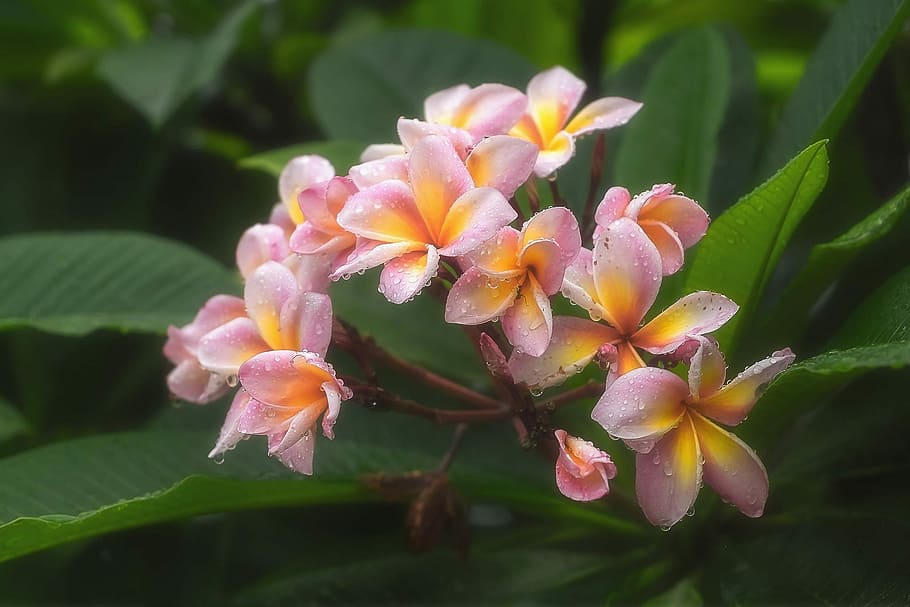 Flowers, Morning, refreshing, plant, petal, growth, nature HD wallpaper