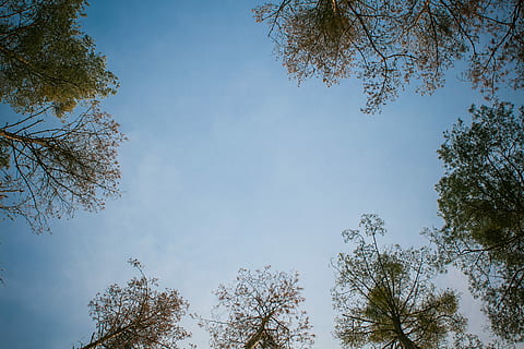 An Office with High Ceiling #2, forest, sky, tree, nature, outdoors HD wallpaper
