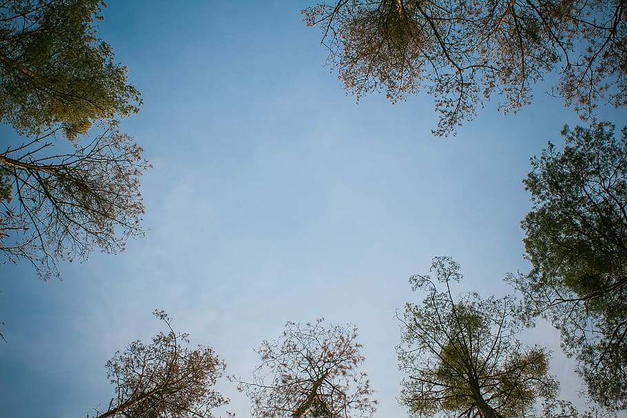 An Office with High Ceiling #2, forest, sky, tree, nature, outdoors HD wallpaper