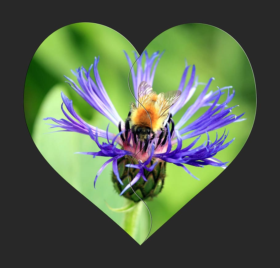 heart, flower, bee, insect, green, background, design, symbol HD wallpaper