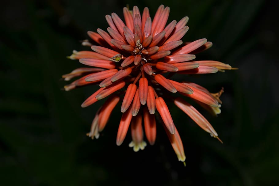 Cactus, Flower, Cactus Flower, nature, plant, close-up, macro HD wallpaper