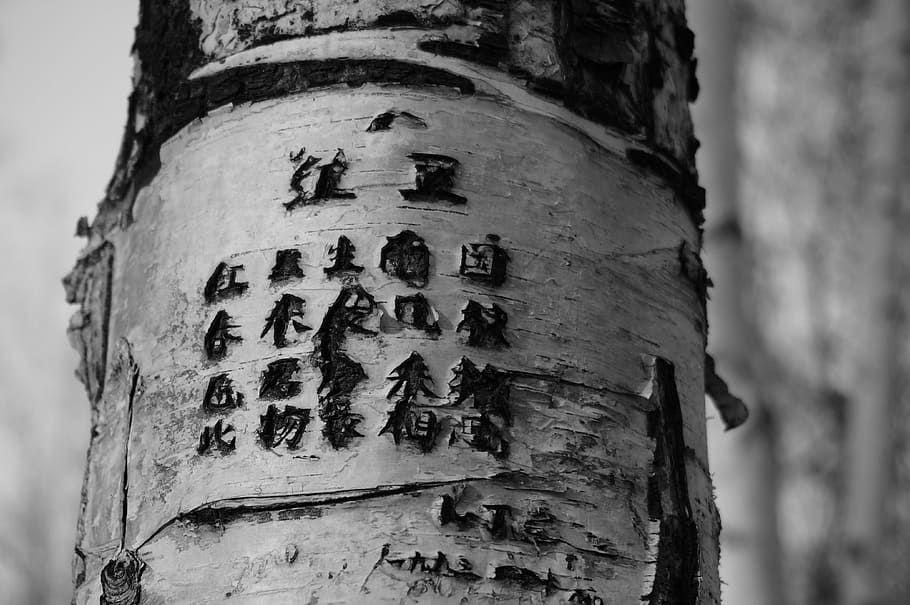 tree, engraved, poetry, trunk, words, focus on foreground, tree trunk HD wallpaper