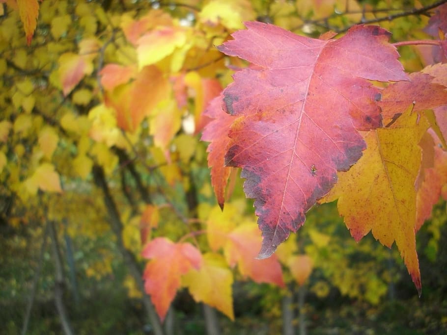 leaf, fall, colorful, red, nature, autumn, season, yellow, forest HD wallpaper