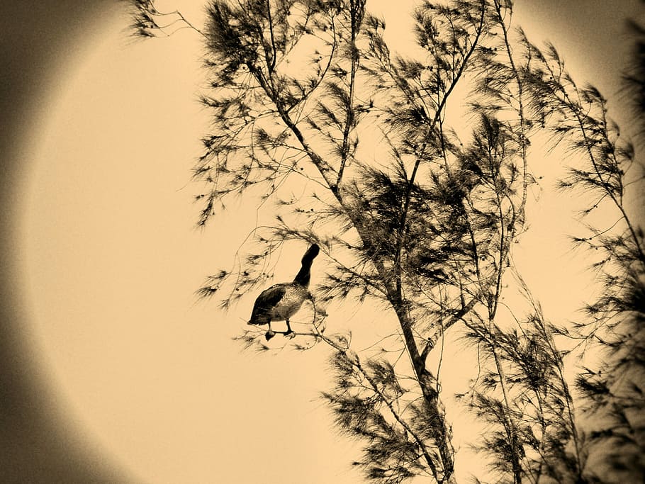 Tree, Bird, Branches, Nature, Sepia, goose, animals in the wild HD wallpaper