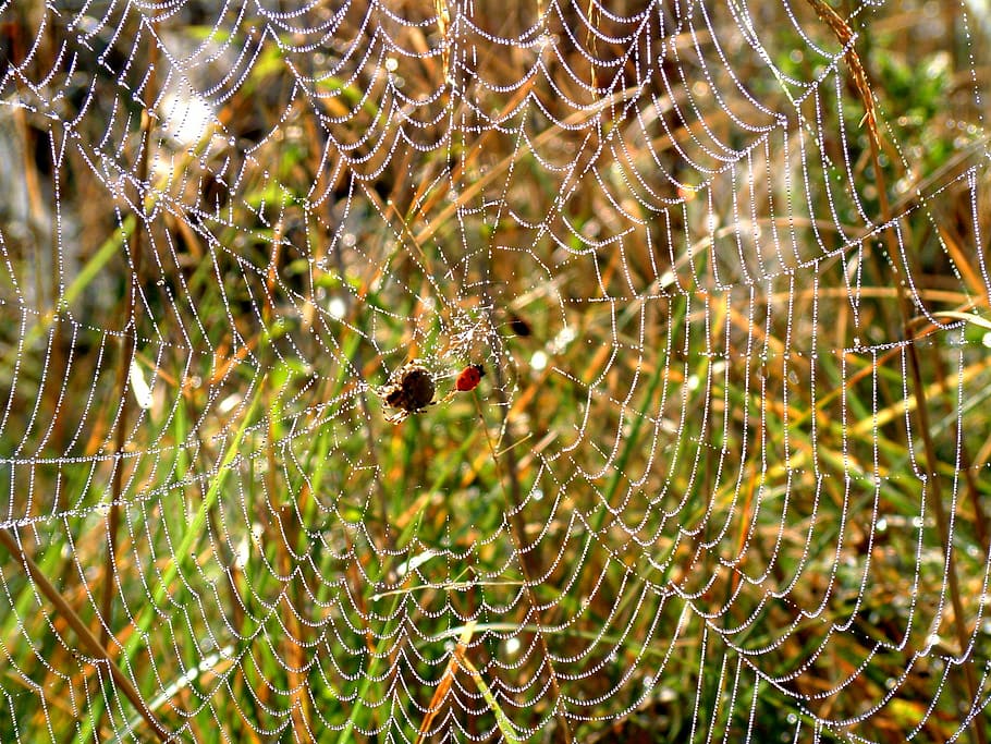 spider, web, dew, morning, spiderweb, spider Web, nature, drop HD wallpaper