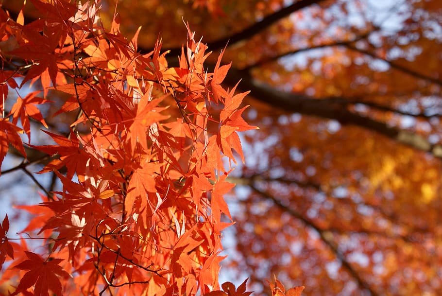 Hd Wallpaper Maple Japanese Maple Momiji Fall Leaf Nature Purple Maple Wallpaper Flare