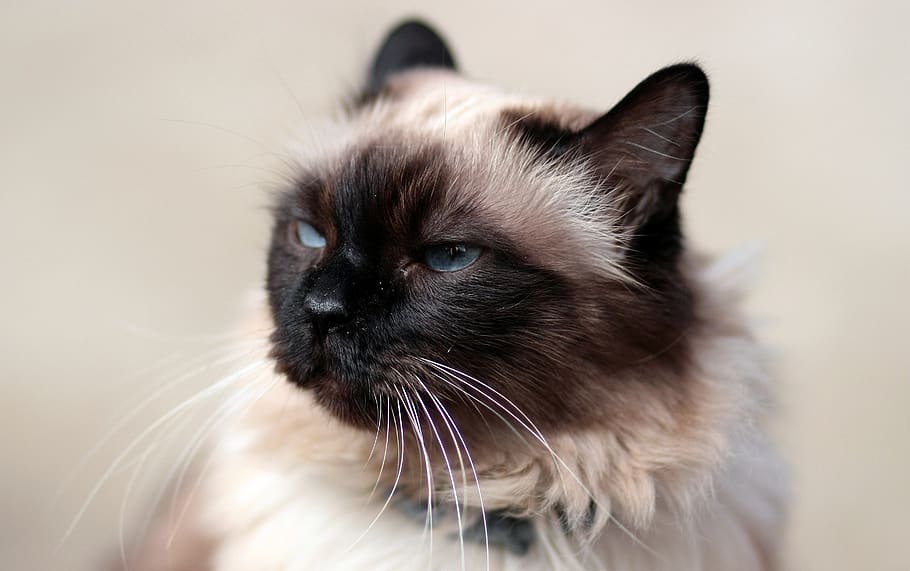 cat, siamese, fat, gray, mammal, animal themes, domestic, one animal HD wallpaper