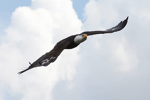 bald eagle photo, adler, flight, bird, raptor, one animal, flying HD wallpaper