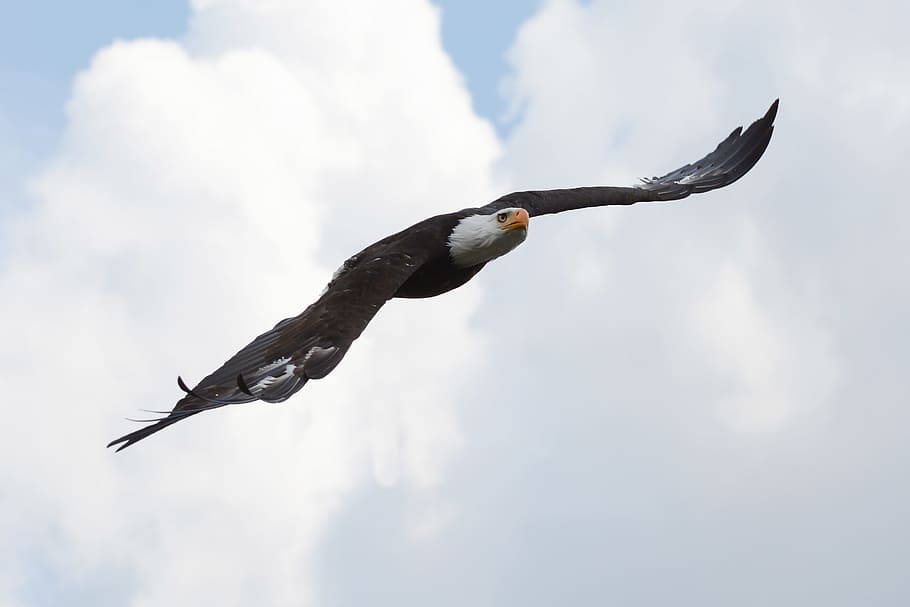 bald eagle photo, adler, flight, bird, raptor, one animal, flying, HD wallpaper