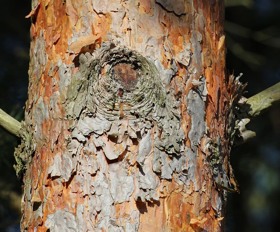 log, bark, pine, tree, nature, structure, tree trunk, plant HD wallpaper