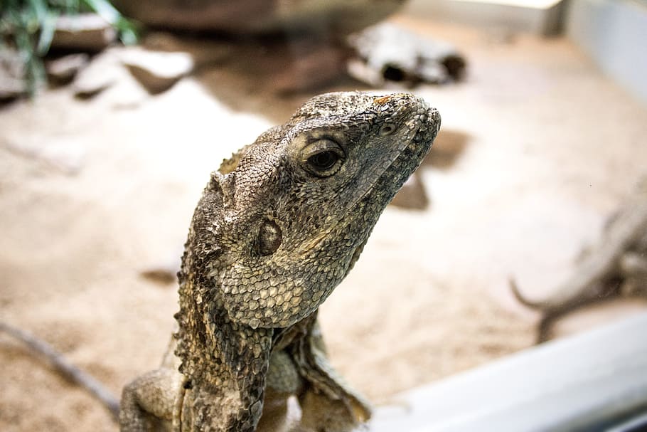 Grey Iguana, close-up, eye, lizard, reptile, scales, texture HD wallpaper