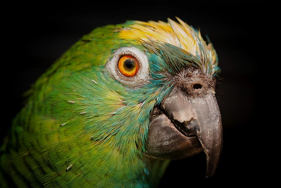 photo of green and yellow parrot, selective focus photography of green bird HD wallpaper