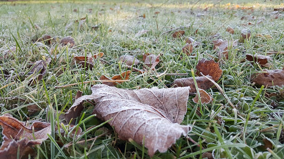 first froze, frozen, list, autumn, grass, winter, cold, ice, HD wallpaper