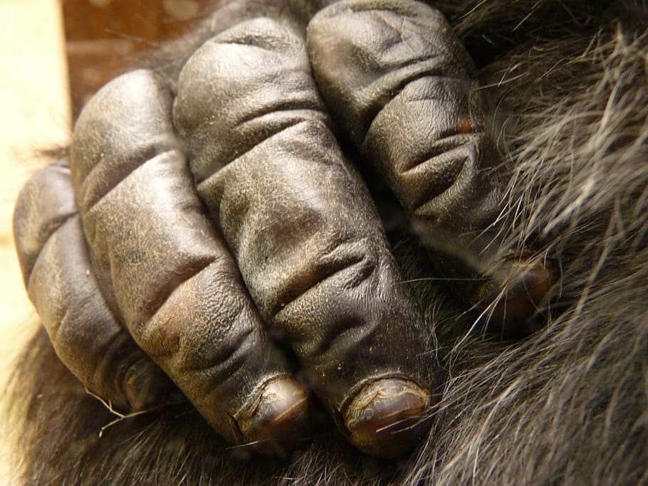 hand, gorilla, monkey, black, mammal, primate, close-up, ape HD wallpaper
