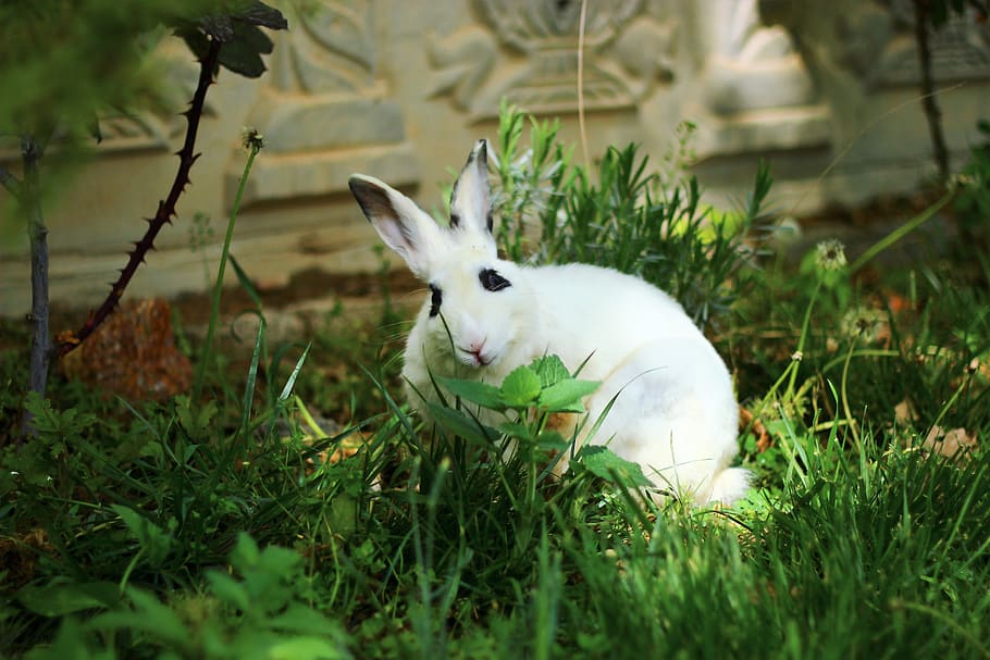 rabbit, grass, nature, cute, plant, animal themes, one animal HD wallpaper