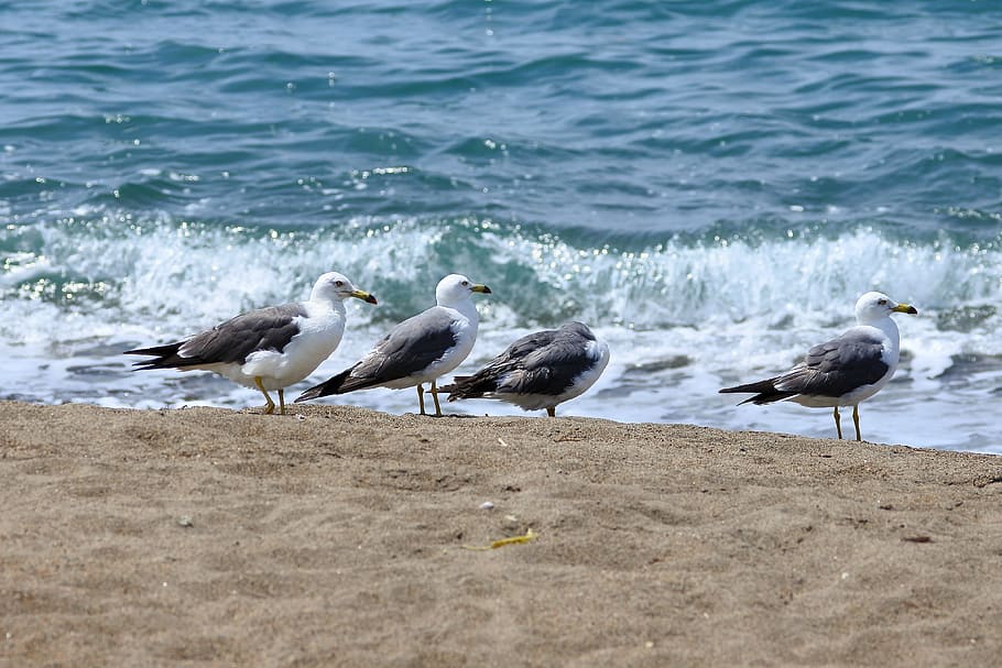 Animal, Sea, Beach, Wave, Seabird, sea gull, seagull, wild animal HD wallpaper