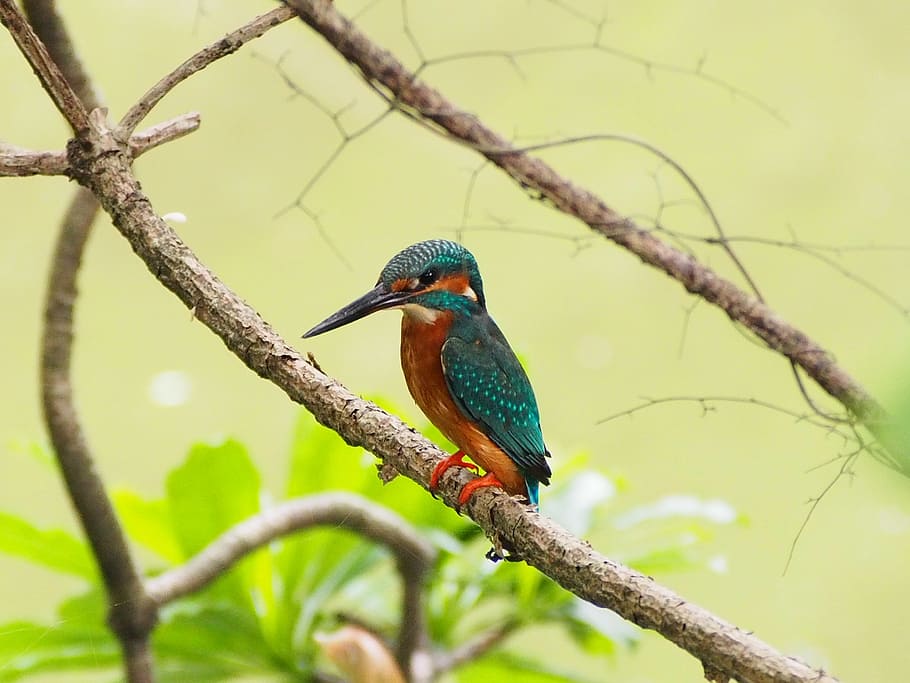 teal and orange bird on brown tree branch, kingfisher, one animal HD wallpaper