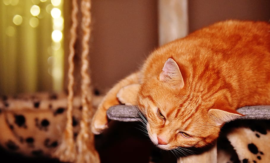 cat, red, funny, cute, mackerel, tiger, sweet, cuddly, animal HD wallpaper
