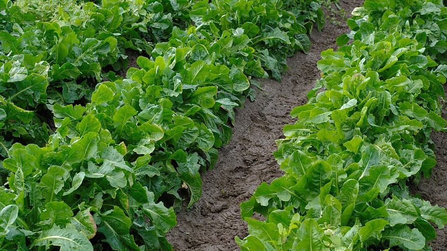 chicory, chicory roots, vegetables, arable, field, food, healthy HD wallpaper
