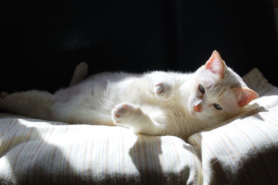 white cat lying on cushion, fund, pets, thailand, cute, play
