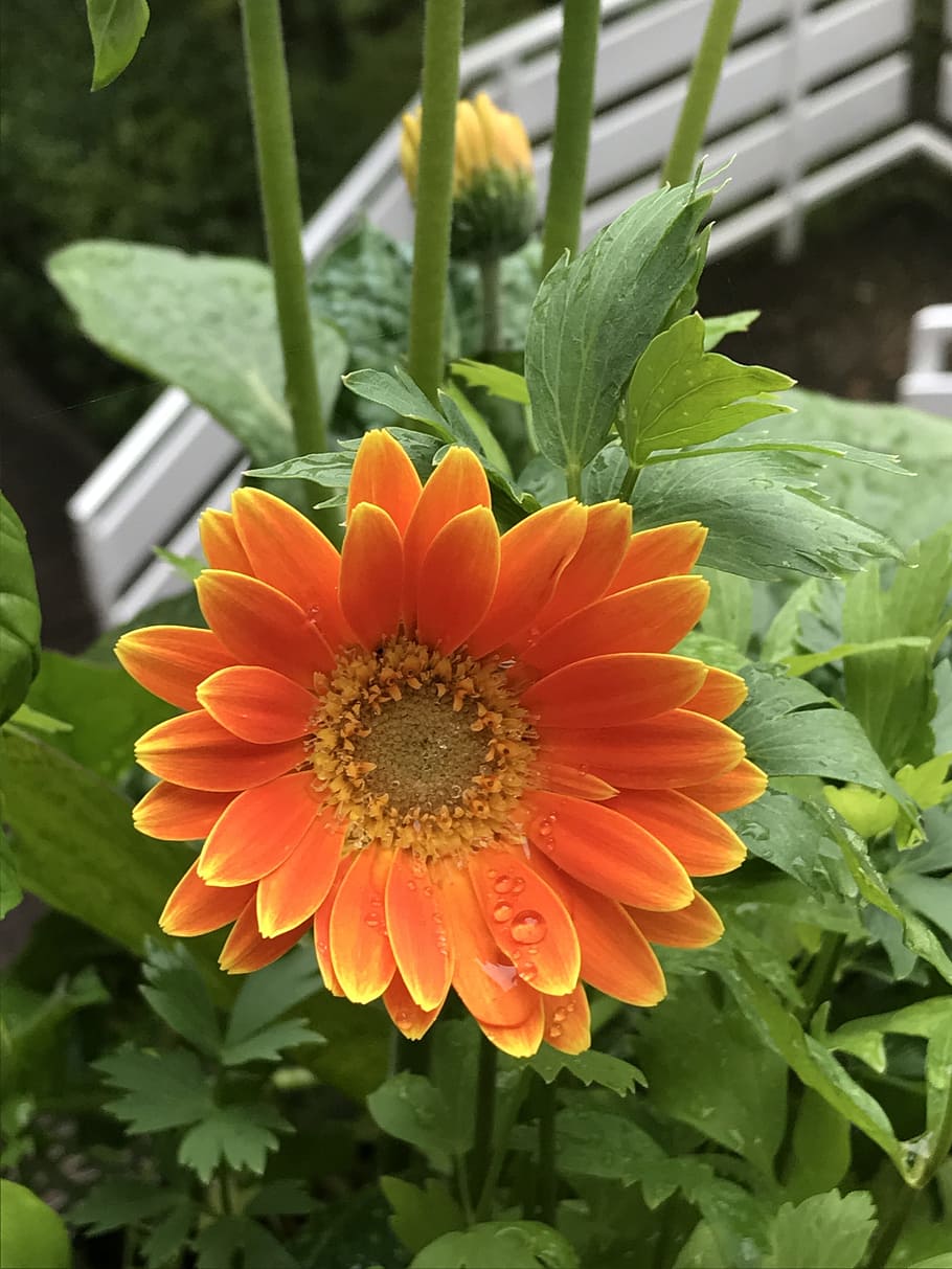 orange, flower, gerbera, summer, orange yellow, flowering plant HD wallpaper